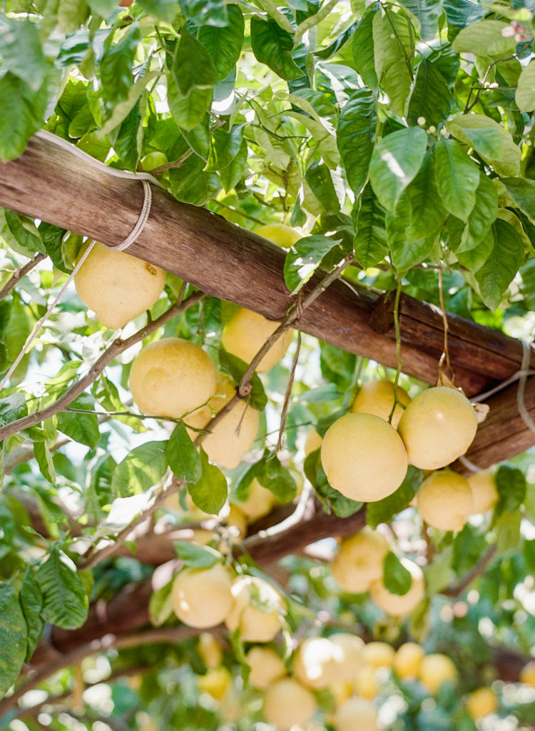 Lemons hanging from trellis