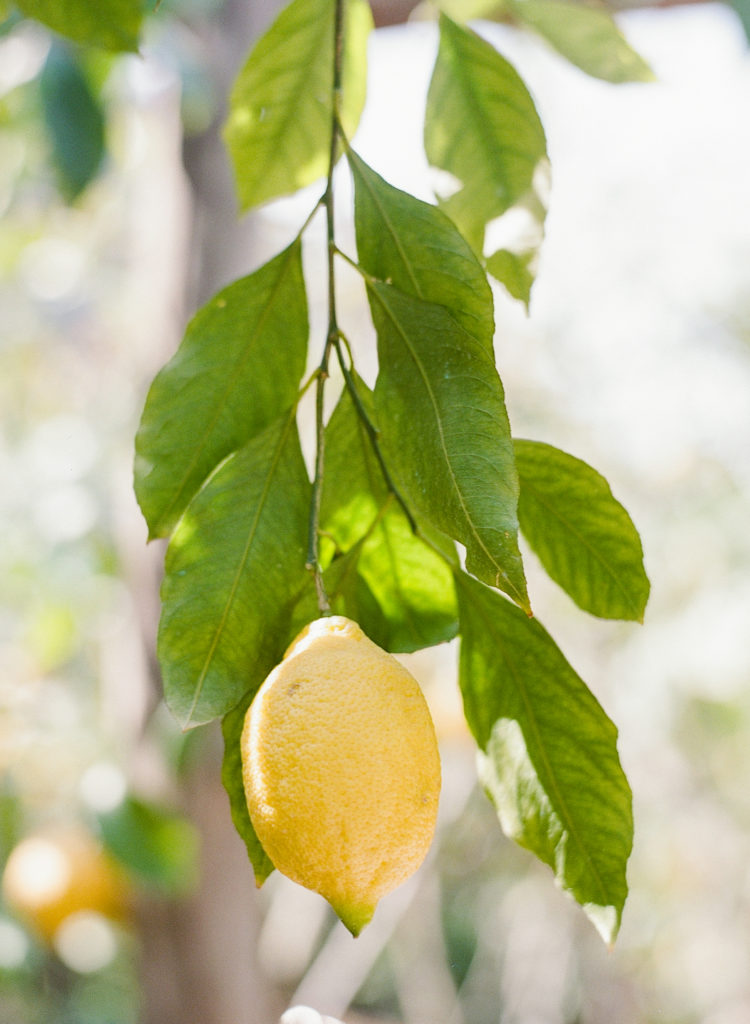 Lemon and leaves hanging from a tree.