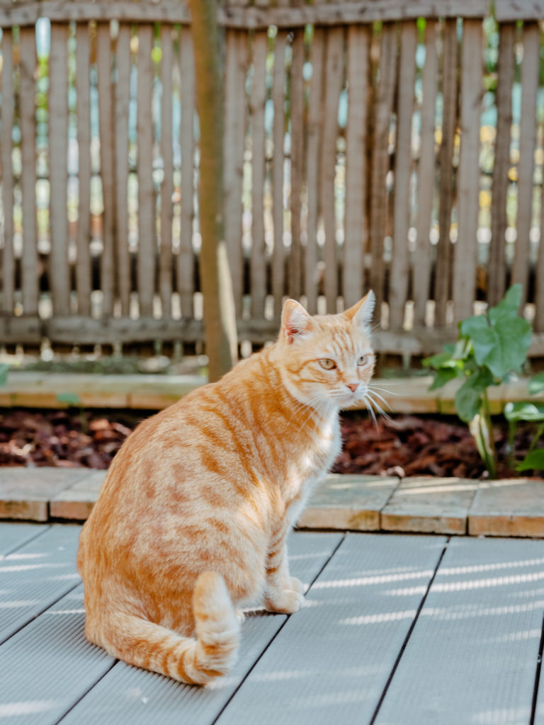 Orange cat sitting on a porch in capri. 