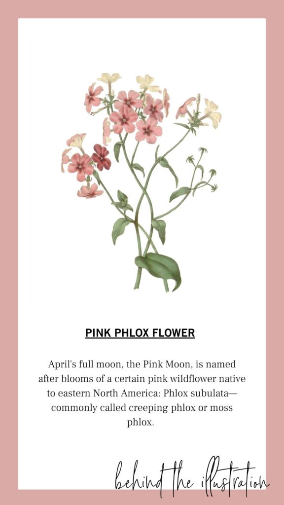 Pink Phlox Flower design